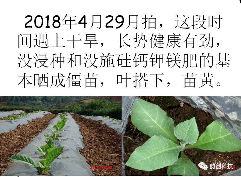 有机质|如何种植烤烟，提高烤烟的质量！