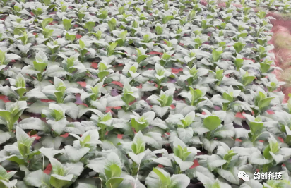有机质|如何种植烤烟，提高烤烟的质量！