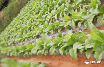 有机质|如何种植烤烟，提高烤烟的质量！