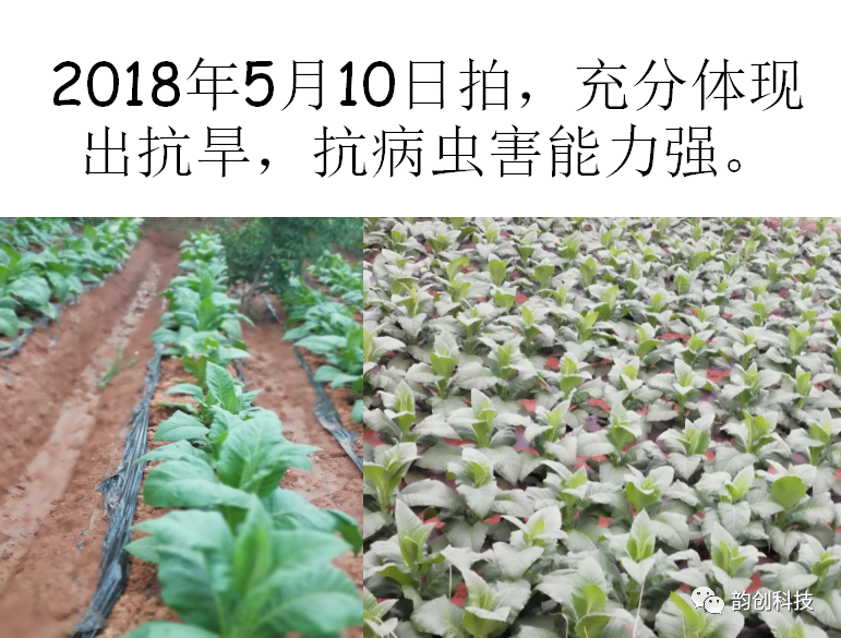 有机质|如何种植烤烟，提高烤烟的质量！