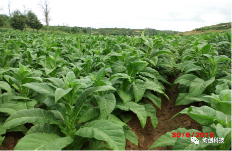 有机质|如何种植烤烟，提高烤烟的质量！