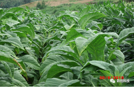 有机质|如何种植烤烟，提高烤烟的质量！