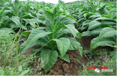 有机质|如何种植烤烟，提高烤烟的质量！