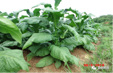 有机质|如何种植烤烟，提高烤烟的质量！