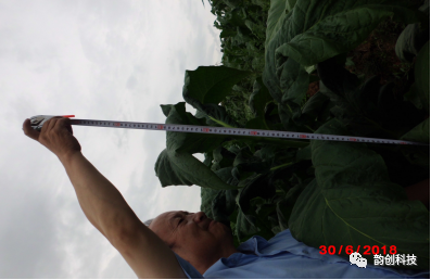 有机质|如何种植烤烟，提高烤烟的质量！