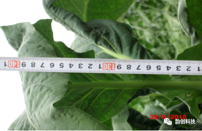 有机质|如何种植烤烟，提高烤烟的质量！