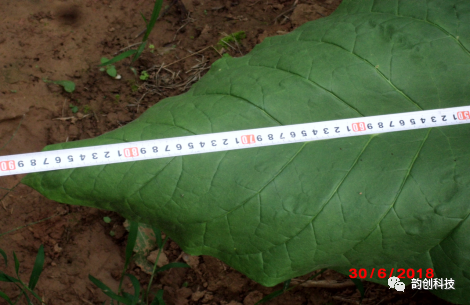 有机质|如何种植烤烟，提高烤烟的质量！