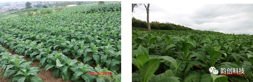 有机质|如何种植烤烟，提高烤烟的质量！