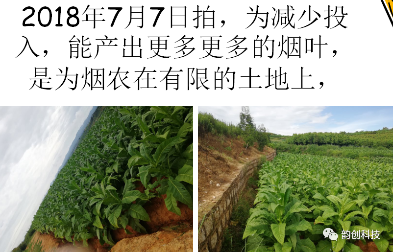 有机质|如何种植烤烟，提高烤烟的质量！