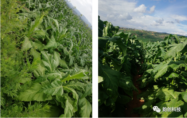 有机质|如何种植烤烟，提高烤烟的质量！