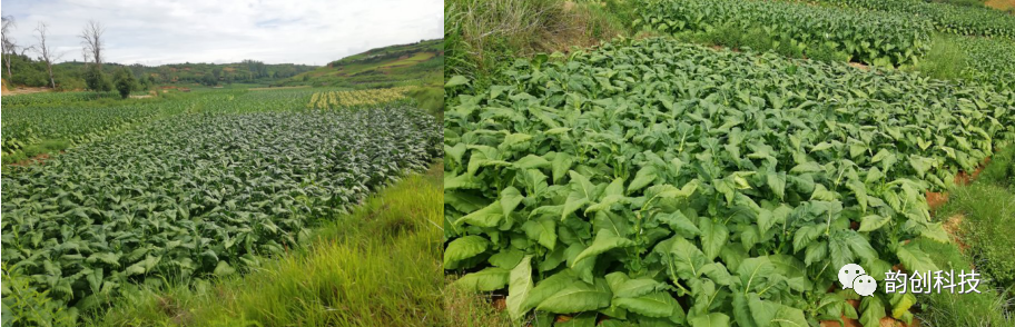 有机质|如何种植烤烟，提高烤烟的质量！