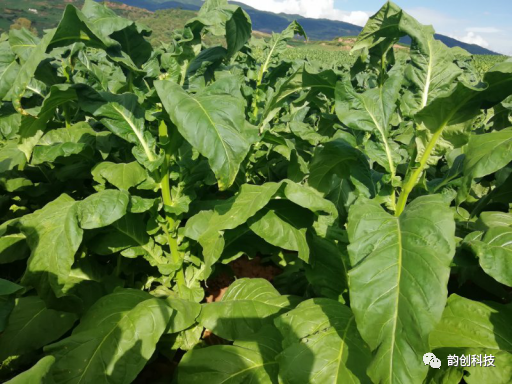 有机质|如何种植烤烟，提高烤烟的质量！