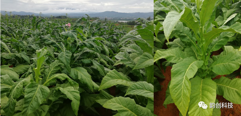 有机质|如何种植烤烟，提高烤烟的质量！