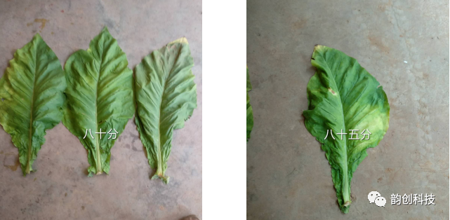 有机质|如何种植烤烟，提高烤烟的质量！