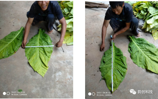 有机质|如何种植烤烟，提高烤烟的质量！