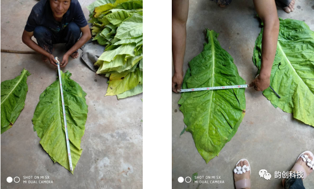 有机质|如何种植烤烟，提高烤烟的质量！