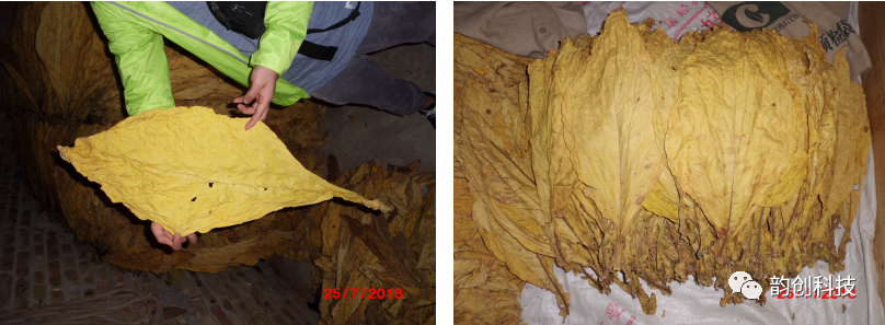 有机质|如何种植烤烟，提高烤烟的质量！