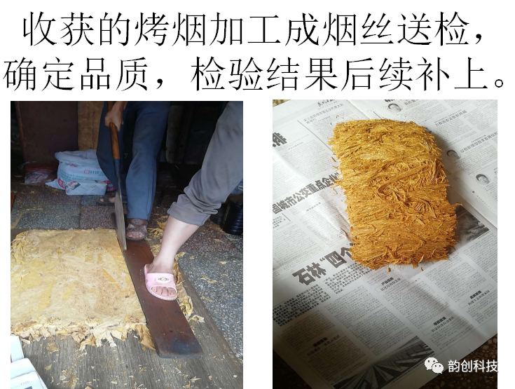 有机质|如何种植烤烟，提高烤烟的质量！