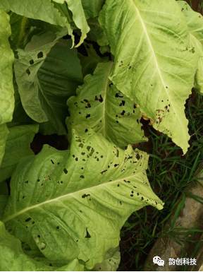 有机质|如何种植烤烟，提高烤烟的质量！
