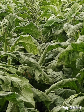 有机质|如何种植烤烟，提高烤烟的质量！