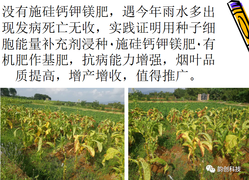 有机质|如何种植烤烟，提高烤烟的质量！