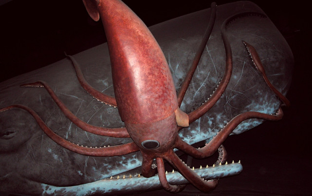 深海巨型大王乌贼图片