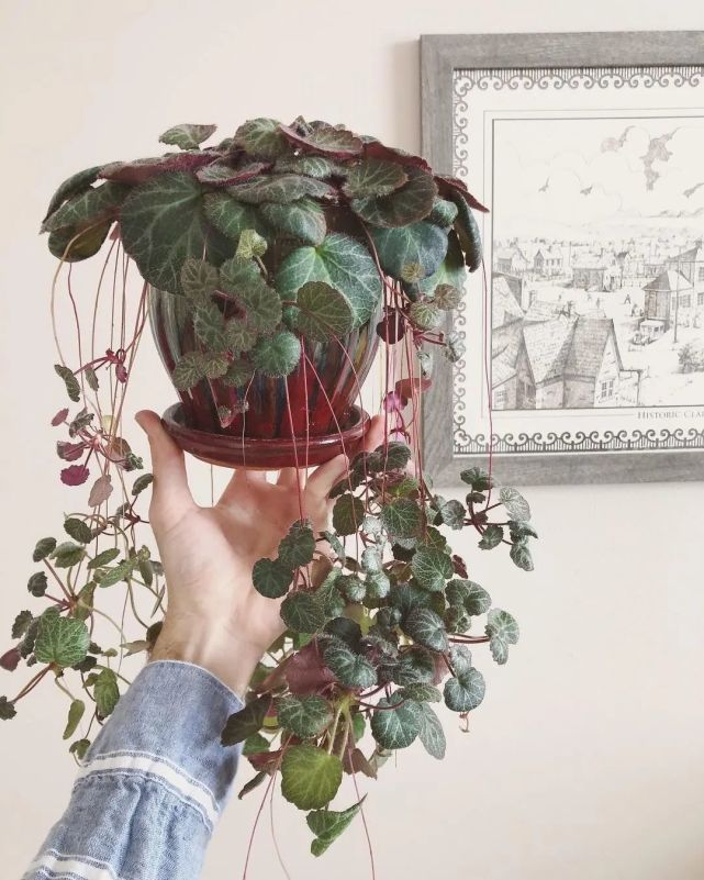 好看的虎耳草园艺品种欣赏很适合养成窗台上的小盆栽