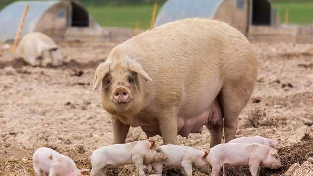 母猪|“多用益母草，母猪养得好”，益母草对猪有啥好处，你知道咋用吗