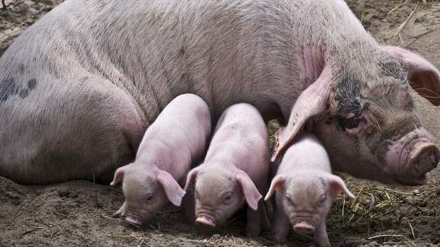 母猪|“多用益母草，母猪养得好”，益母草对猪有啥好处，你知道咋用吗