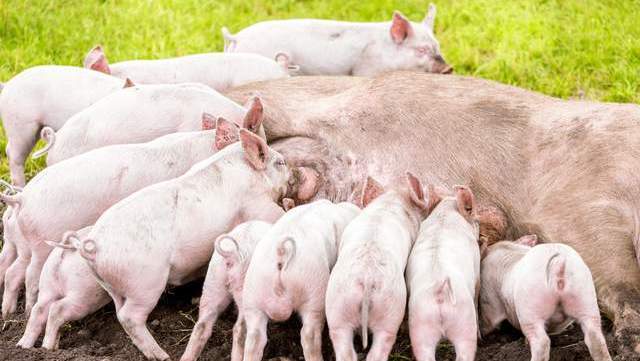 母猪|“多用益母草，母猪养得好”，益母草对猪有啥好处，你知道咋用吗