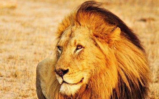 狮子|不朽的荣耀——雄狮坏男孩联盟