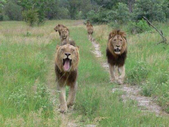 狮子|不朽的荣耀——雄狮坏男孩联盟