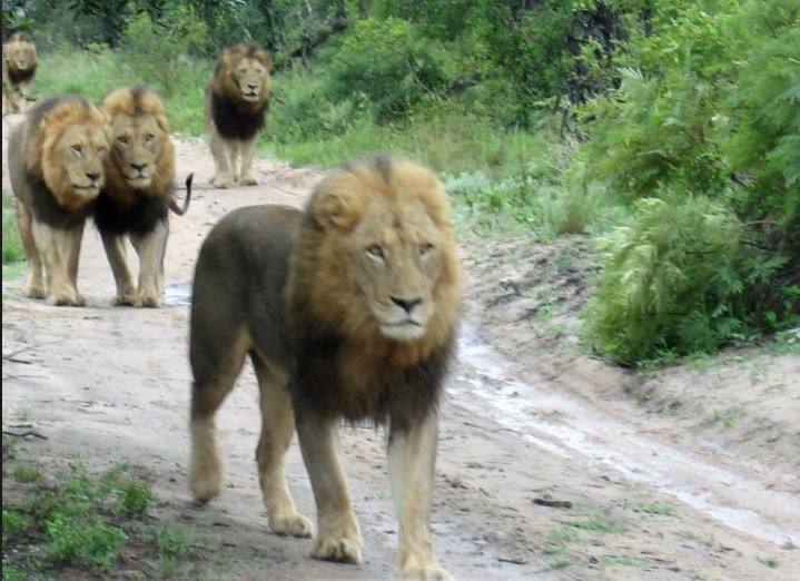 狮子|不朽的荣耀——雄狮坏男孩联盟