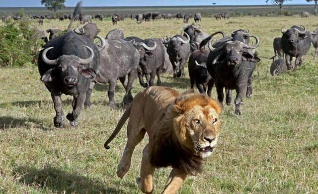 狮子|不朽的荣耀——雄狮坏男孩联盟