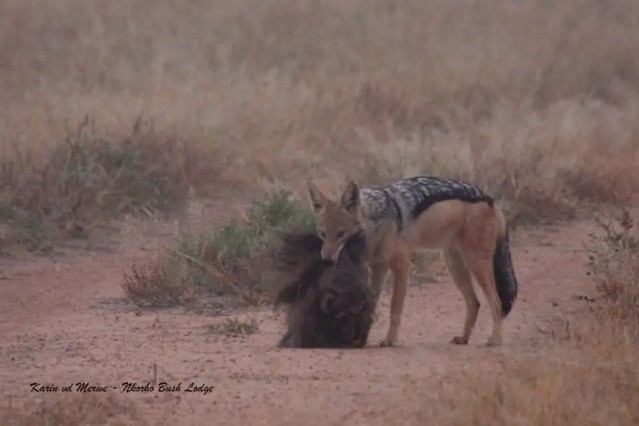 狮子|不朽的荣耀——雄狮坏男孩联盟