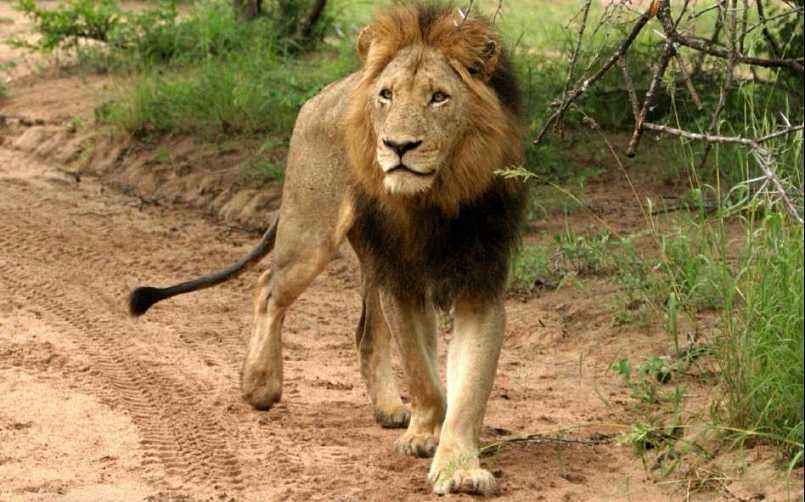 狮子|不朽的荣耀——雄狮坏男孩联盟