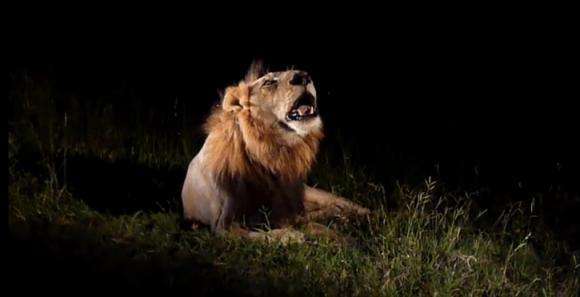 狮子|不朽的荣耀——雄狮坏男孩联盟