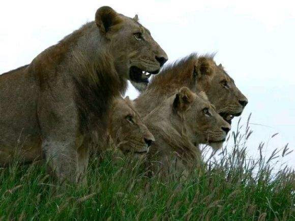 狮子|不朽的荣耀——雄狮坏男孩联盟