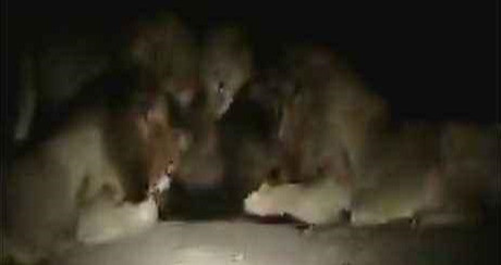 狮子|不朽的荣耀——雄狮坏男孩联盟