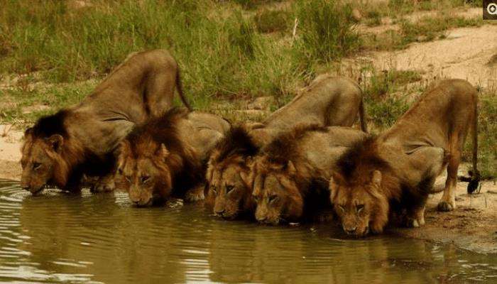 狮子|不朽的荣耀——雄狮坏男孩联盟