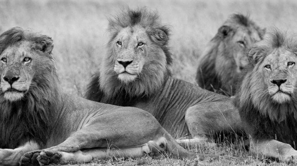 狮子|不朽的荣耀——雄狮坏男孩联盟