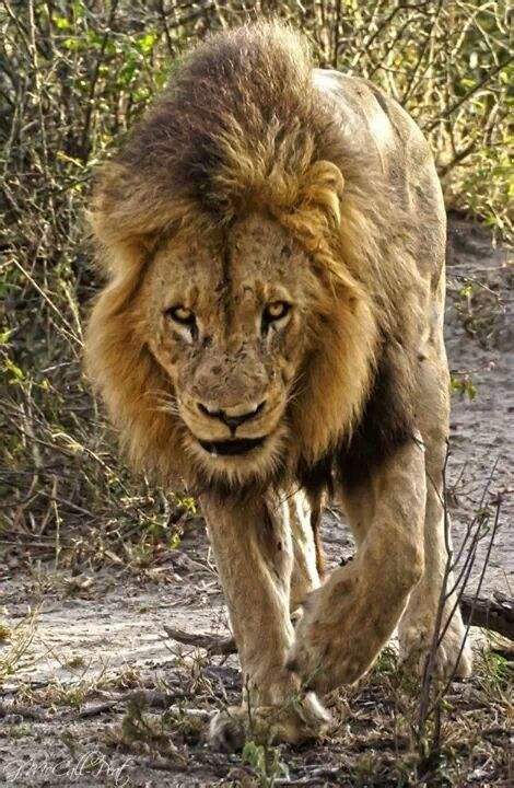 狮子|不朽的荣耀——雄狮坏男孩联盟