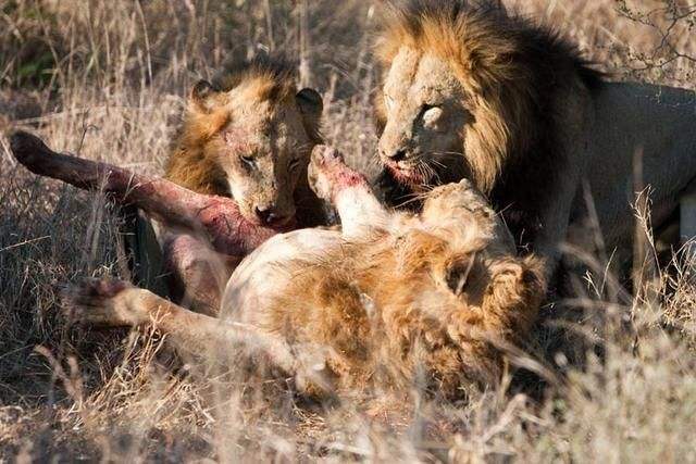 狮子|不朽的荣耀——雄狮坏男孩联盟