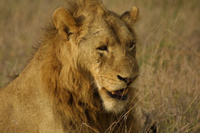 狮子|不朽的荣耀——雄狮坏男孩联盟
