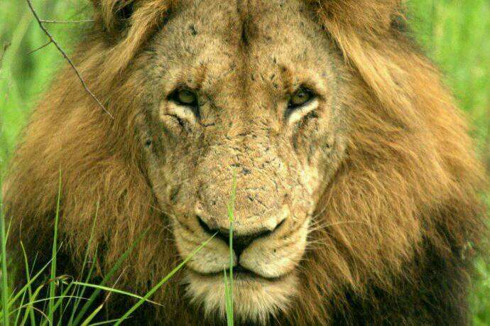 狮子|不朽的荣耀——雄狮坏男孩联盟