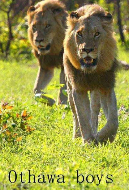 狮子|不朽的荣耀——雄狮坏男孩联盟