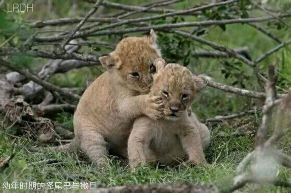 狮子|不朽的荣耀——雄狮坏男孩联盟