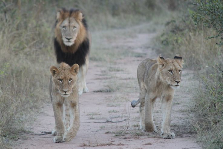 狮子|不朽的荣耀——雄狮坏男孩联盟