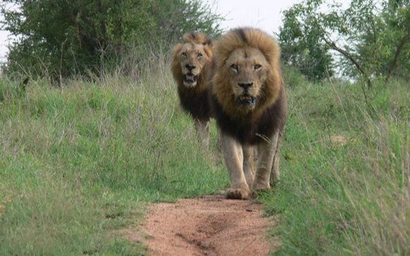 狮子|不朽的荣耀——雄狮坏男孩联盟