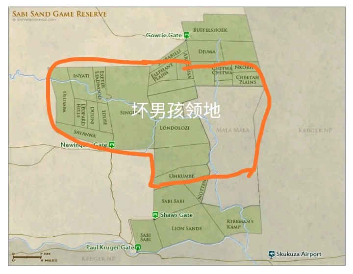 狮子|不朽的荣耀——雄狮坏男孩联盟